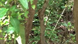 Bahamian Swallowtail in the Woods of Key Largo.