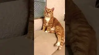 #cat#kitten#cute#memes#humor#funny#parody#comedy#joked#пародия#юмор#приколы#кот#рекомендации