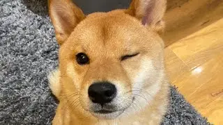 kenji gets a gift for hitting 100,000 subs!