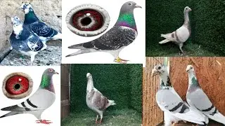 মন্টু ভাই এর রেসার কবুতর সেল করা হবে পানির দামে #lover #pigeon #01831482800iomwhatsapp 