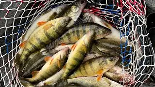 Green Bay JUMBO PERCH & WALLEYES on Slip Bobbers