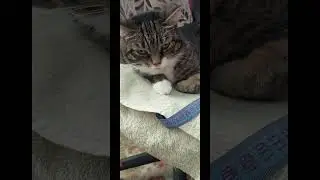 Отношение с тещей 💘 😗 #прикол #смех #юмор #cat #маркиса марк