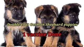 Double coat German Shepherd 2 puppies in Just 3500/- only/ Cheap Price German Shepherd .