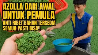 Cuma Butuh Ember & Air, Azolla Bisa Tumbuh Cepat Begini!