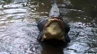 alligator mating call