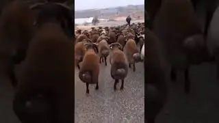 fattest sheep tails.