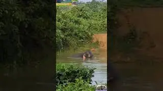 Elephant water play.