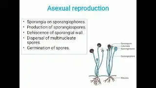 Dr. Deepa P.: Zygomycotina