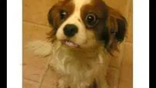 billy the naughty dog (SWEARING) remake