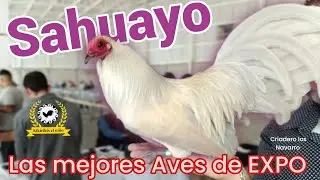 las Aves más bonitas de EXPO Sahuayo