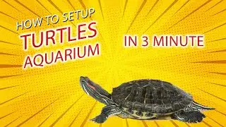 Turtle tank setup | turtle and uv light| turtles not eating