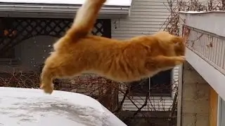 Epic Cat Fails