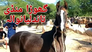 Horse Bathing Tandlianwala