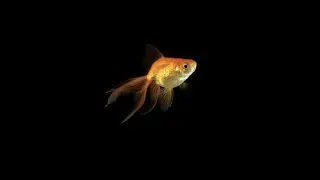 Goldfish Mobile HD Video Live Wallpapers Download Now!