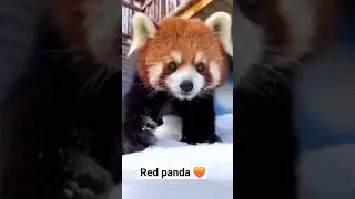 Red panda 🧡 nice animal #animal #nice #panda #shorts