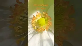 Look at the Magic of Nature | Flower closeup #sunnyday  #magicofnature #flowers #sun #closeup #wow