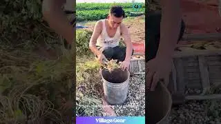 This Peanut-Stripping Thingy is a GAME CHANGER! 😂 Work Smarter, Not Harder, Folks! #peanut #farming