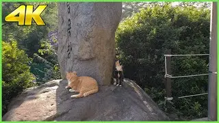 ˹4K˼ Busan Walk ⁞ 장산산림욕장 Hiking Trail in Haeundae 2020 (aka 대천공원, 장산계곡)