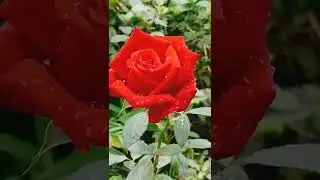 Lal Golab is heart of garden| Golab #MDMamalicreation #rose #plantstrongvegan