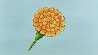 How to draw marigold flower//merigold flower drawing very easy