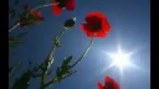 Цветы и птицы / Flowers and birds