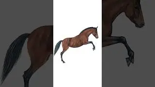 Time-lapse drawing a jumping horse