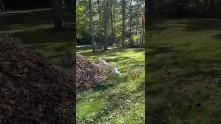 Don&rsquo;t stop beleafin&rsquo; 🍁🍂