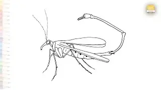 Mecoptera fly drawing easy | Outline sketches | How to draw Scorpionflies step by step #artjanag