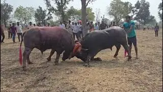 Munna tiger vS Shera Madhapuri 🔥 helo ki takar 
