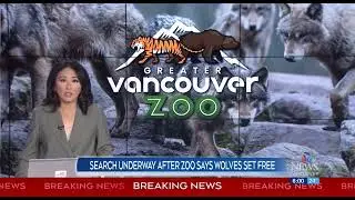 Wolves let loose at Greater Vancouver Zoo