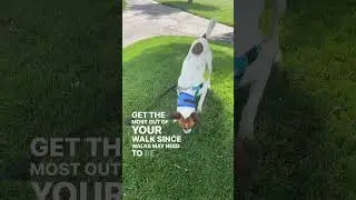 Expert summer dog walking tips!