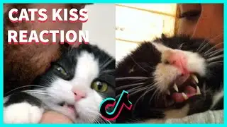 CATS REACTION TO A KISS COMPILATION