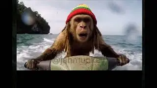 🛑Rasta monkey vlog compilation // part 5#rastamonkey #funny 