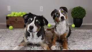 ASMR Dogs Eating Carrots