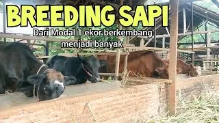 Breeding sapi di mulai dari 1 ekor berkembang menjadi banyak