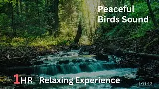 Calming mountain stream sound, peaceful birds chirping in Java Forest, best place to relax