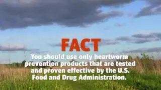 Heartworm Myths and Facts