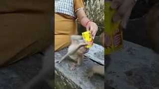Baby  monkey  Angela drink milk