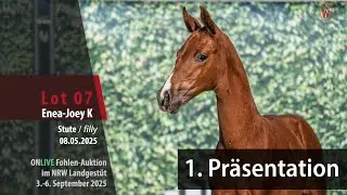 Pr&auml;sentation Fohlen-Auktion im NRW Landgest&uuml;t Nr. 7 Enea-Joey K SF v. Escaneno - Franziskus