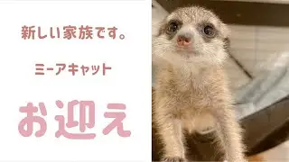 【エキゾチックアニマル】ミーアキャットの赤ちゃんをお迎えしました
