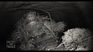 Gopher Tortoise Burrow | Protect Our Paradise | Discover Florida Channel