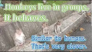 Monkey Tricks & Goat Climbs: Nature's Ultimate Adventure!