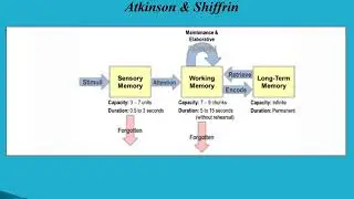 Stage model of memory