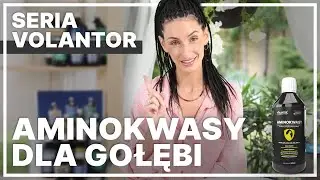 Aminokwasy dla gołębi – siła i zapas energii