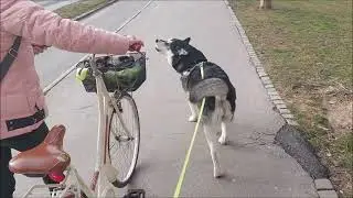 Alaskan Malamute 'talks' to mum and meets another doggo