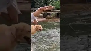 labour dog love #kerala #malayalam #status