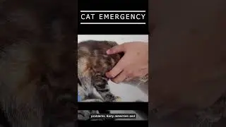 CAT EMERGENCY #cat #kitten #pets