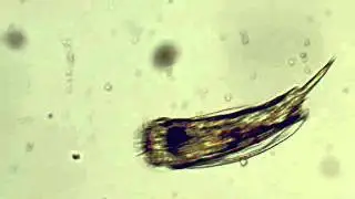 Mytilina