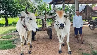 រទេះគោខ្មែរអ្នកស្រុកឈូក - BEAUTIFUL LIFESTYLE VILLAGE 