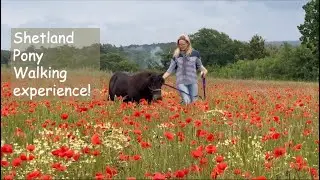 Shetland Pony Walking Experience :TV Episode 422